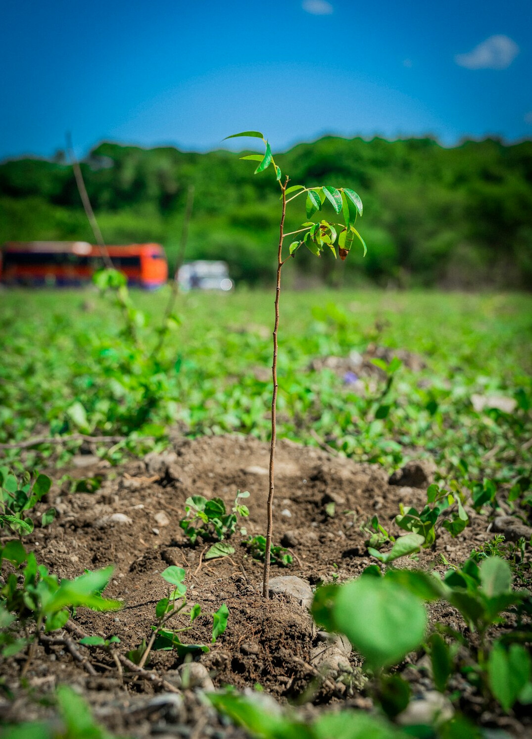 reforestation project